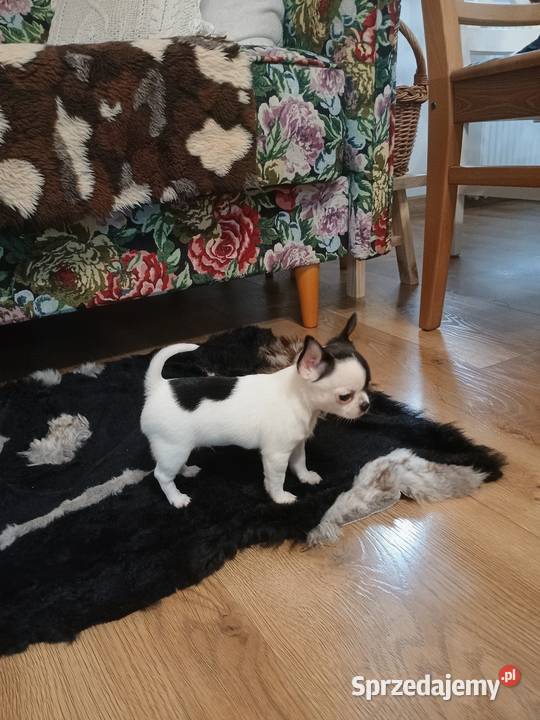 Chihuahua piękny malutki xxs EFEKT PIRAT czip Chihuahua Kleszczów sprzedam