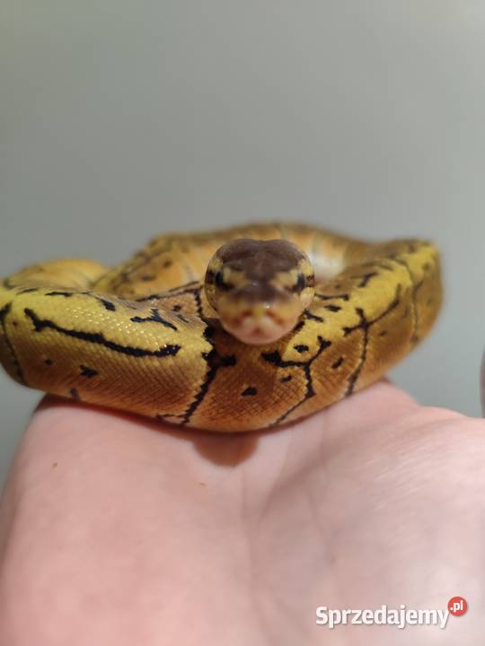 Samiczka młoda pyton królewski