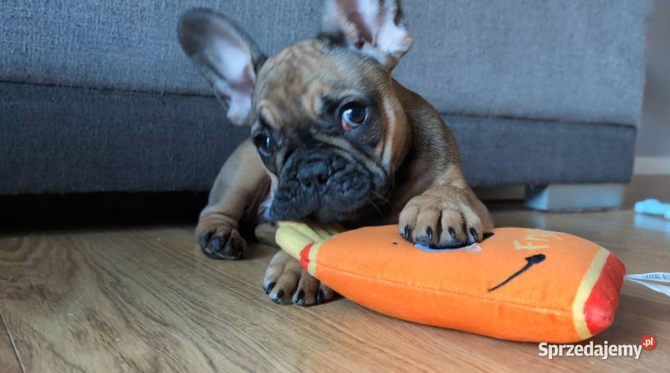 Buldog francuski chłopiec Włocławek sprzedam