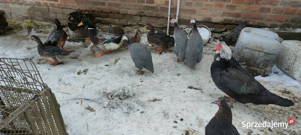 Samce perliczki Tokarówka