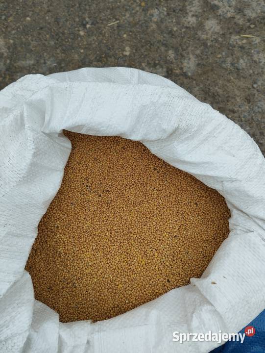 Sprzedam proso groch wykę jara gorczyca Pawłów