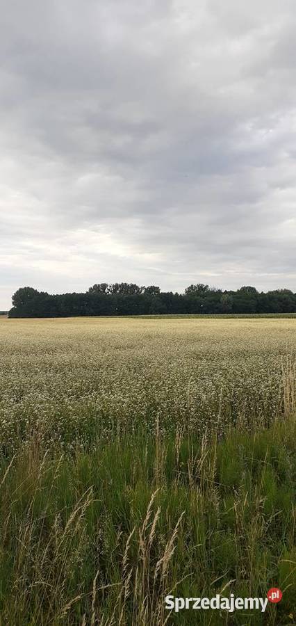 Oddam w dzierżawę 3ha ziemi ornej Sycyna Płd k Warszawa sprzedam