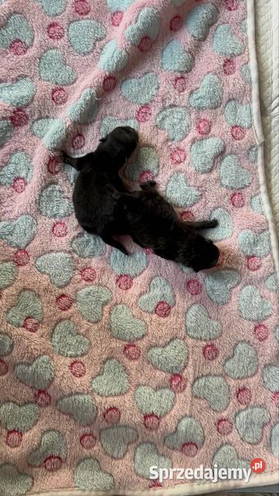 Szpic miniaturowy pomeranian Poniszowice