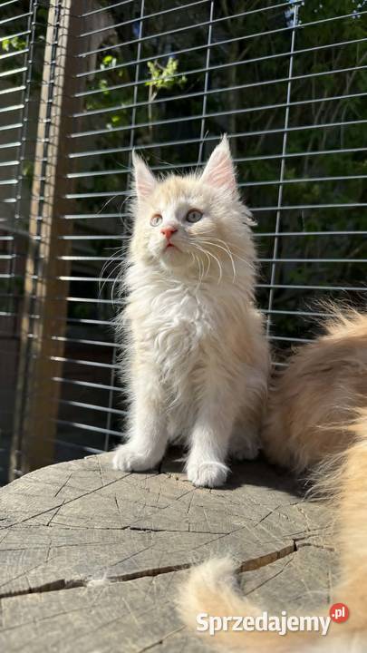 Maine Coon Kotka WCF 5 Pokoleniowy Rodowód Daleszyce