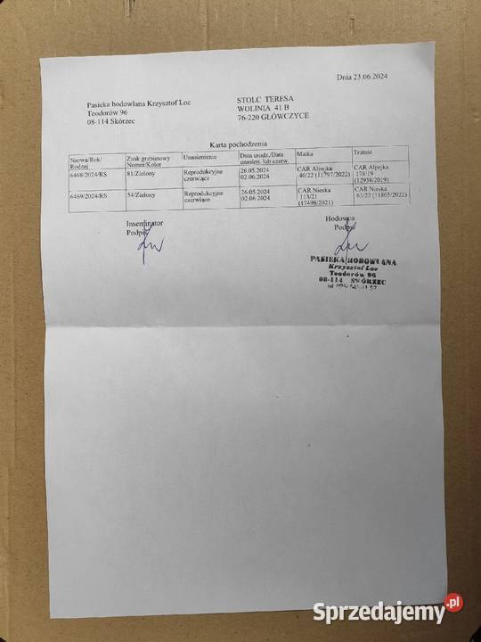 ręki NIESKA matki unasiennione czerwiące Wolinia