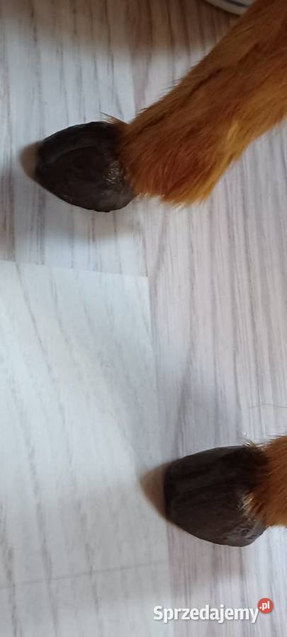 To dekoracyjna figurka jelenia popularny element Boże Narodzenie Poznań