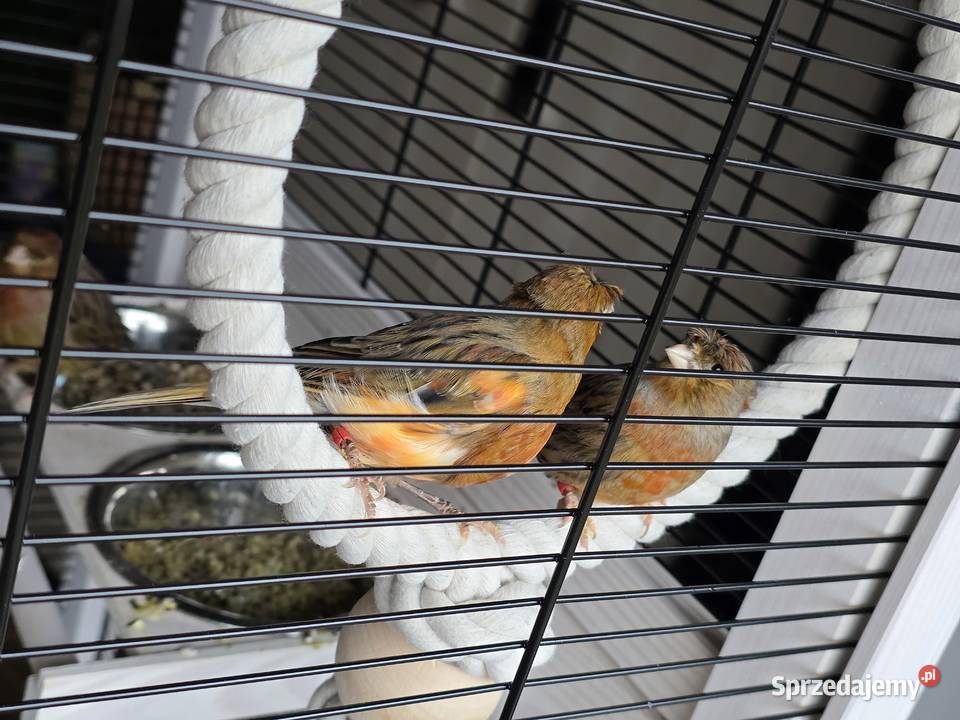 Kanarki śpiewające czerwone z koroną Jasło