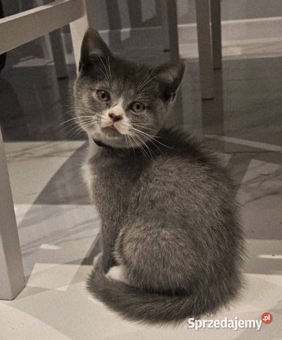 Koty Brytyjskie lubelskie Lublin