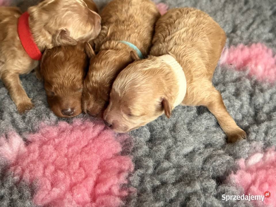 Pudel toy Częstochowa