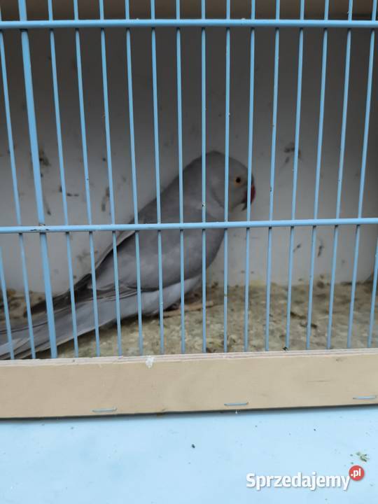 Aleksandrety obrozne Wrocław