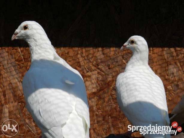 Białe gołębie pocztowe Krosino sprzedam