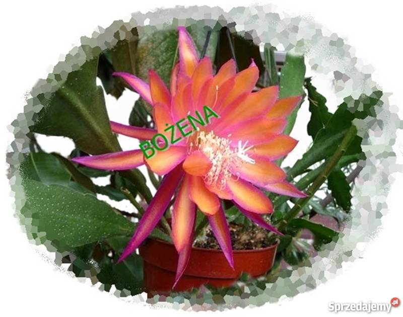 EPIPHYLLUM nowość w POLSCE rarytas 2 Skawina