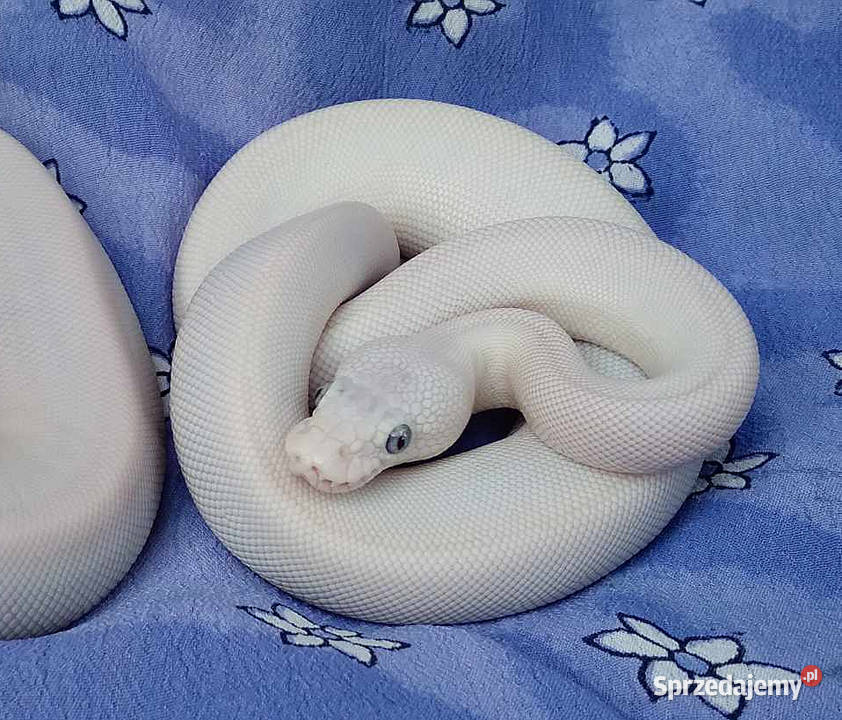 Python regius pyton królewski BIAŁA SAMICA Super Warszawa