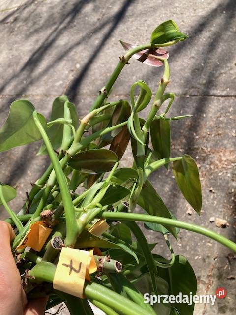 Philodendron filodendron Emerald Queen duży Kraków
