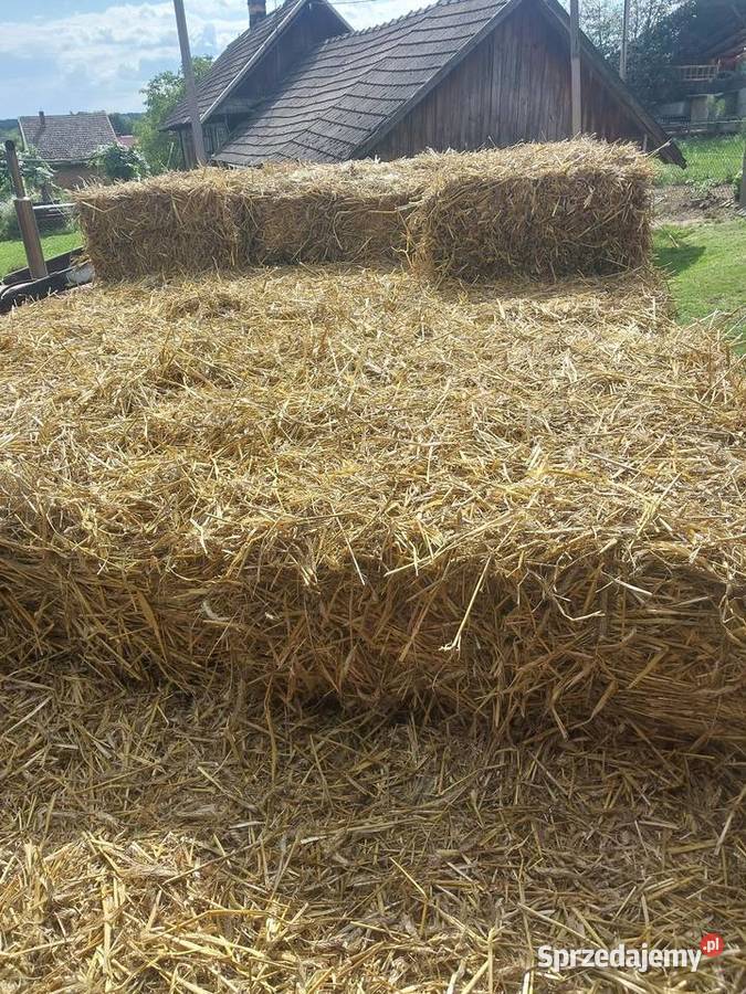 Słoma w kostkach zbiór 2025 Wola Zarczycka