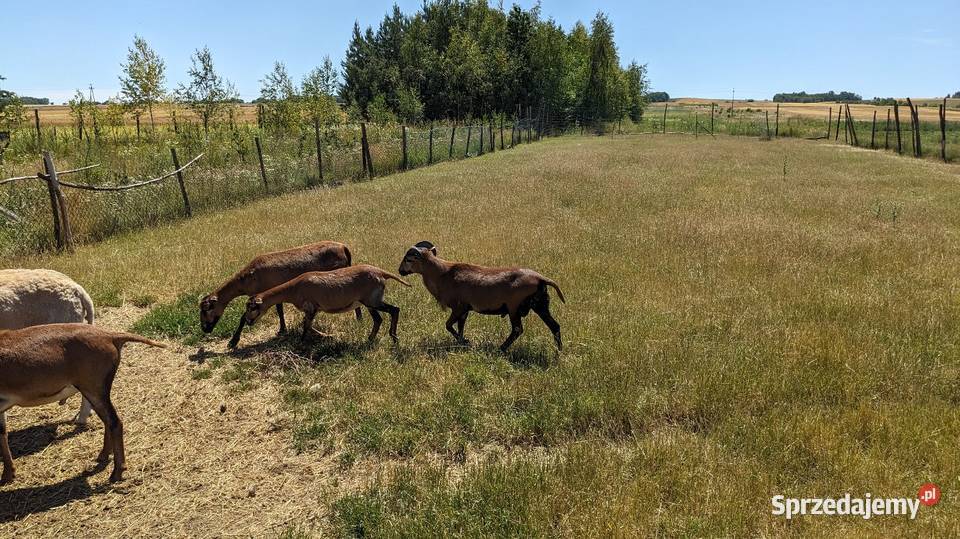Owce kameruńskie i lacune fryz Pińczów