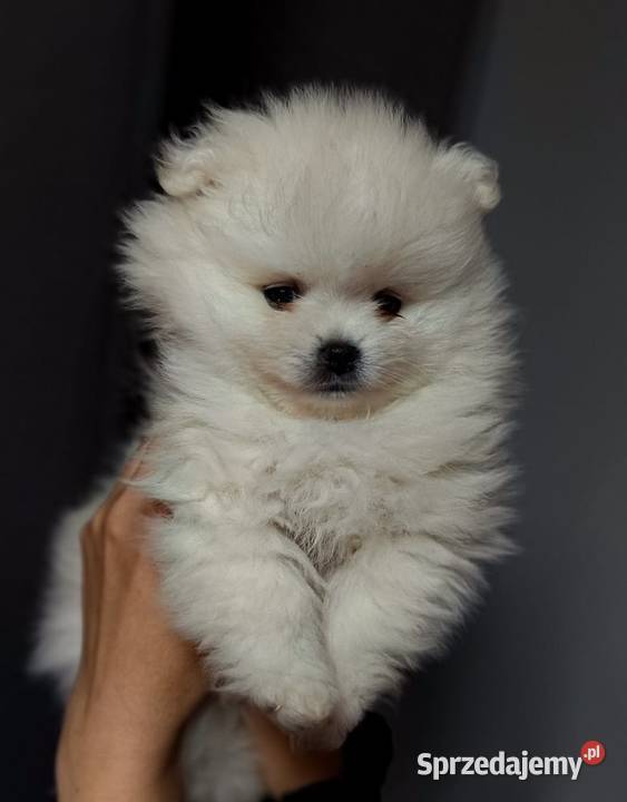 Szpic miniaturowy FCI ZkwP Gorzów Wielkopolski sprzedam