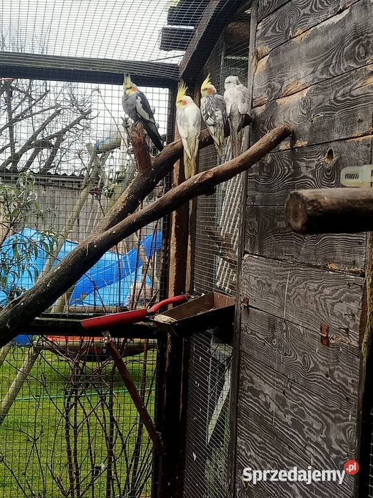 Papugi konury nimfy i inne Brusy