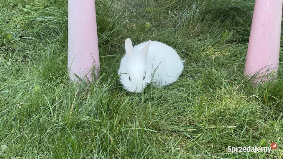Miniaturki Roczny królik dwa małe króliki mazowieckie