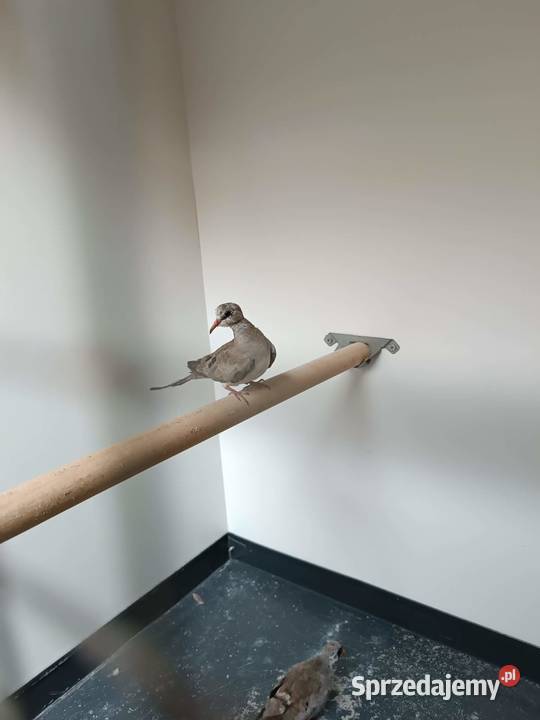 Gołąbki Kaplandzkie Ptaki Koźmice Wielkie