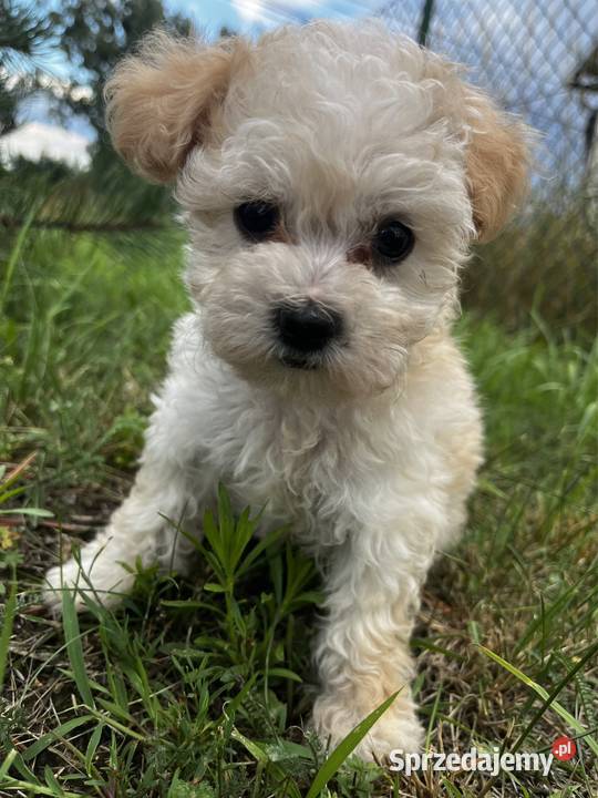 Maltipoo samczyk z badaniami kujawsko-pomorskie Bydgoszcz