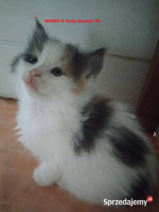 Kocieta Koty Doroty Pilica