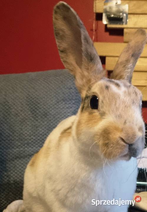 Królik Mini Rex trójbarwny Katowice sprzedam