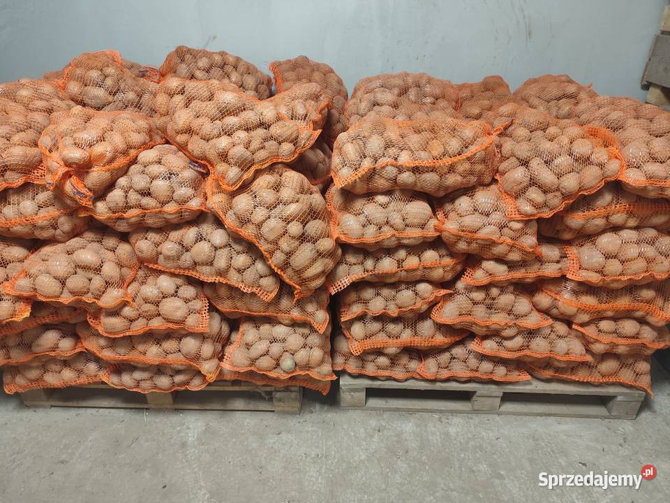 Ziemniaki jadalne Denar Catania Nowe Przybojewo