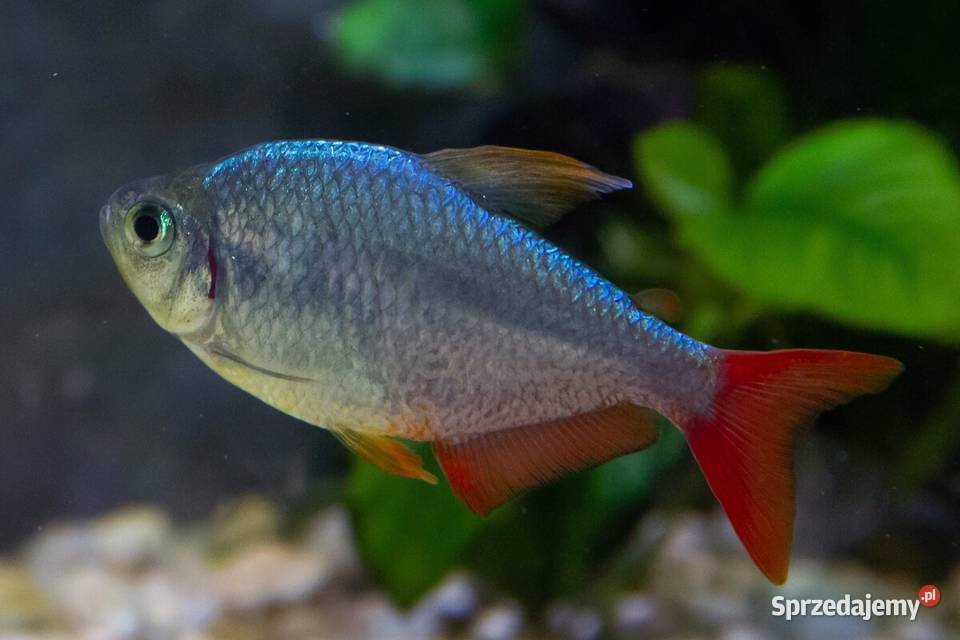 Bystrzyk kolumbijski Hyphessobrycon columbianus Gdańsk