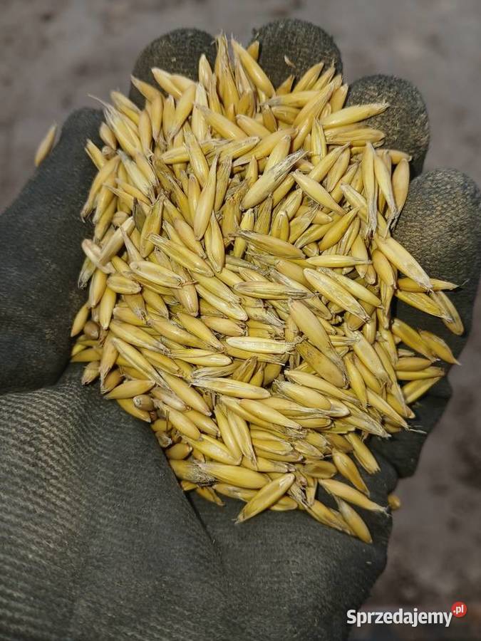 Owies czyszczony Sokółka