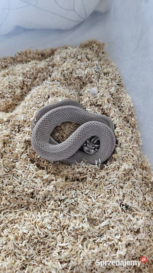 Heterodon dorosły samiec Wrocław