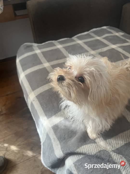 YORKSHIRE TERIER YORKI YORK CHOCO MERlE ZlOTY York sprzedam