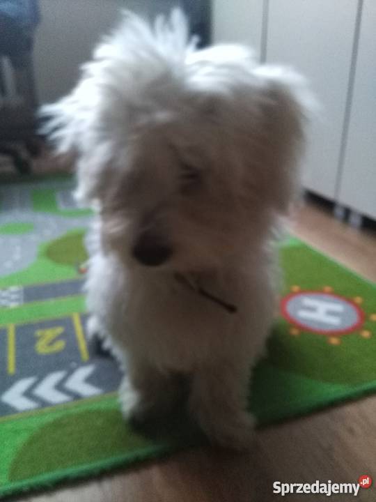 Maltańczyk 5 mcy Leszno