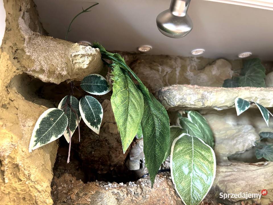TERRARIUM 100x50x50 Żółw Jaszczurka Gekon Agama Białystok