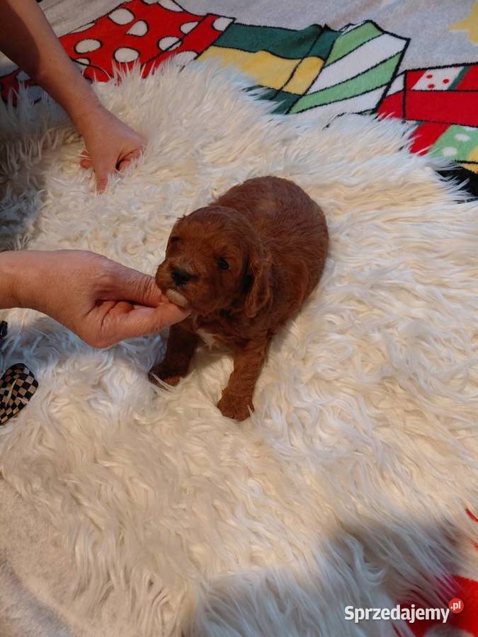 Cavapoo piesek red do rezerwacji Wyszków