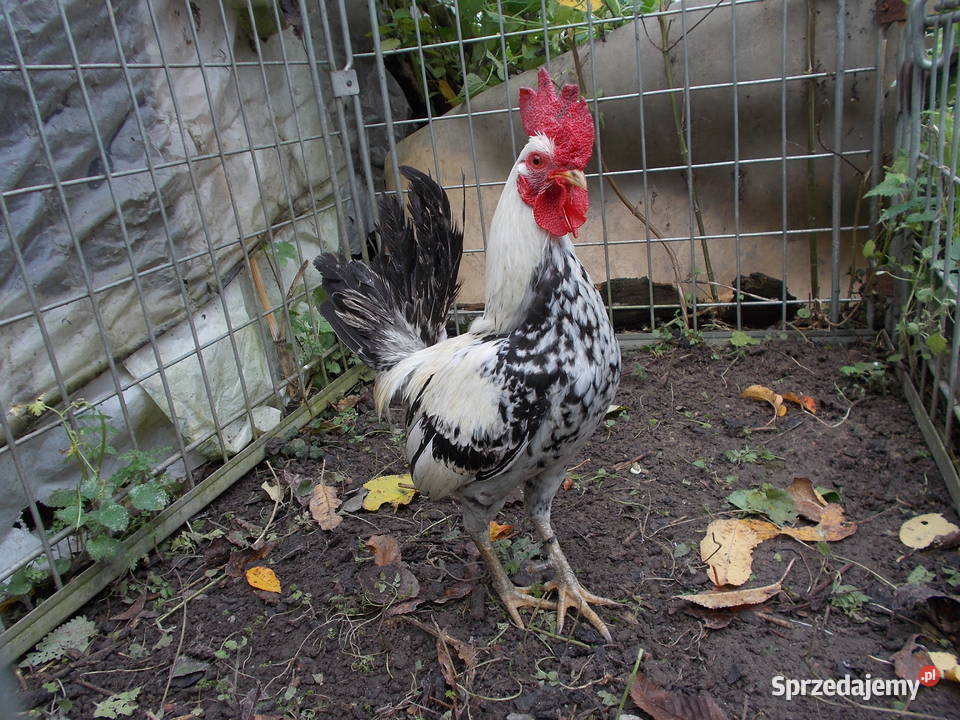 Liliputki złociste i srebrzyste para kogut kura