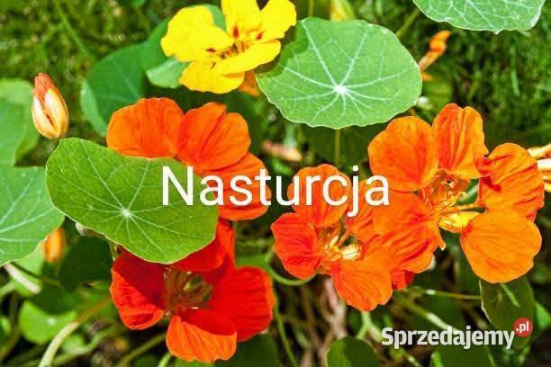 Ogórek sałatkowy długi 40 Longo nasiona Kraków