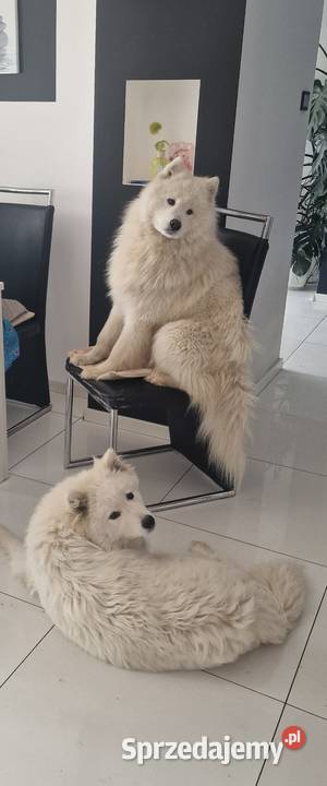 Samoyed przepiękne szczeniaki Odolanów sprzedam