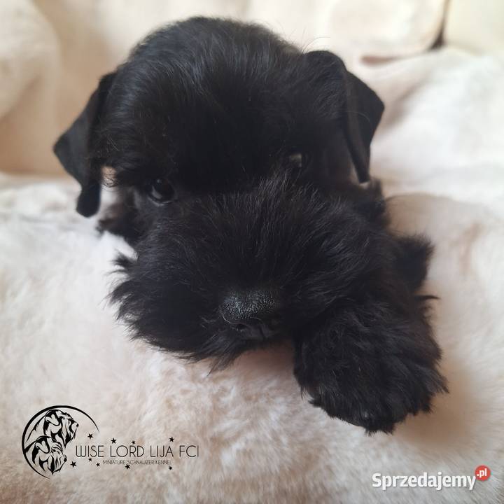 Sznaucer Miniaturowy czarny rodowód FCIZKwP Stargard sprzedam