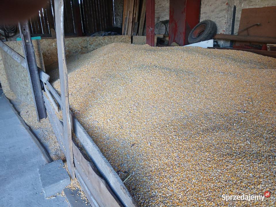 Kukurydza sucha suszarni Szczejkowice