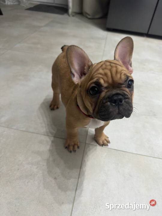 Buldog Francuski suczka BuFu Joko Buldog Kiełpino sprzedam