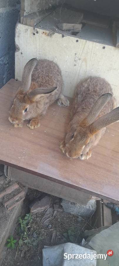 Kroliki mieszance mięsne Topola