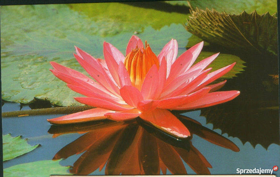 Kart poczt Nenufar Gliwice sprzedam