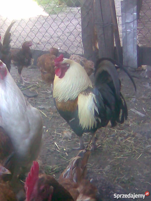 Kaczki Gęsi Kury ozdobne liliputki TANIO Wrocław sprzedam