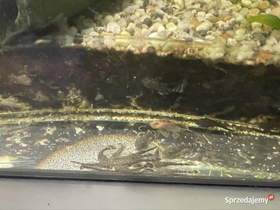 Zbrojnik Niebieski Glonojad Ancistrus Tomaszów Lubelski