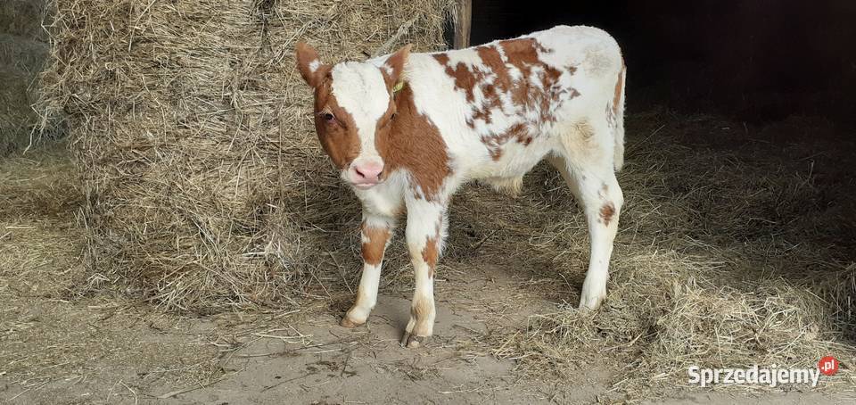 Byczek mięsny Simental cielę Bydło mięsne świętokrzyskie