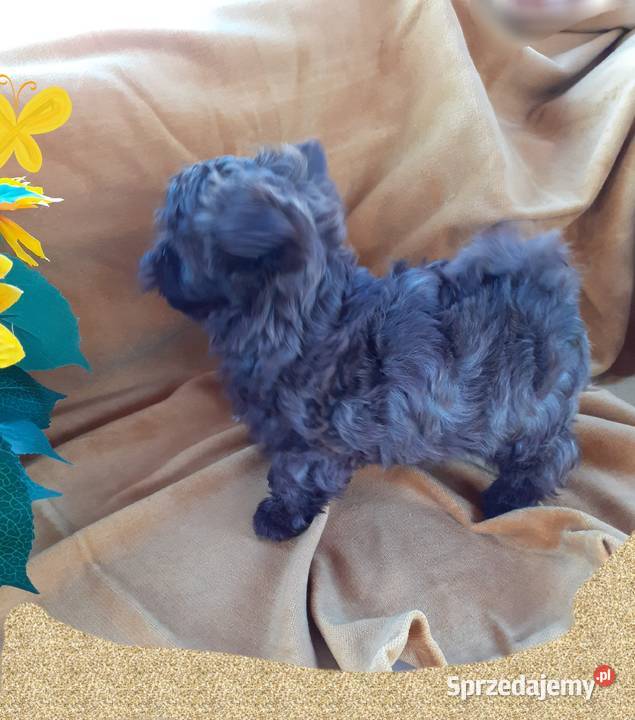 Malshi maltanczyk shih tzu Shih Tzu Rydułtowy sprzedam