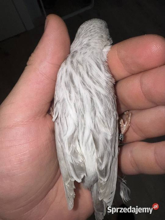 Kanarki białosrebne Kraków