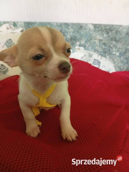 Pieski Ciuhuahua Chihuahua Bytom
