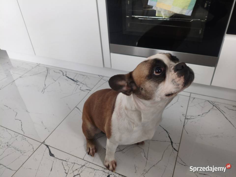 Buldog francuski suczka Łączonek